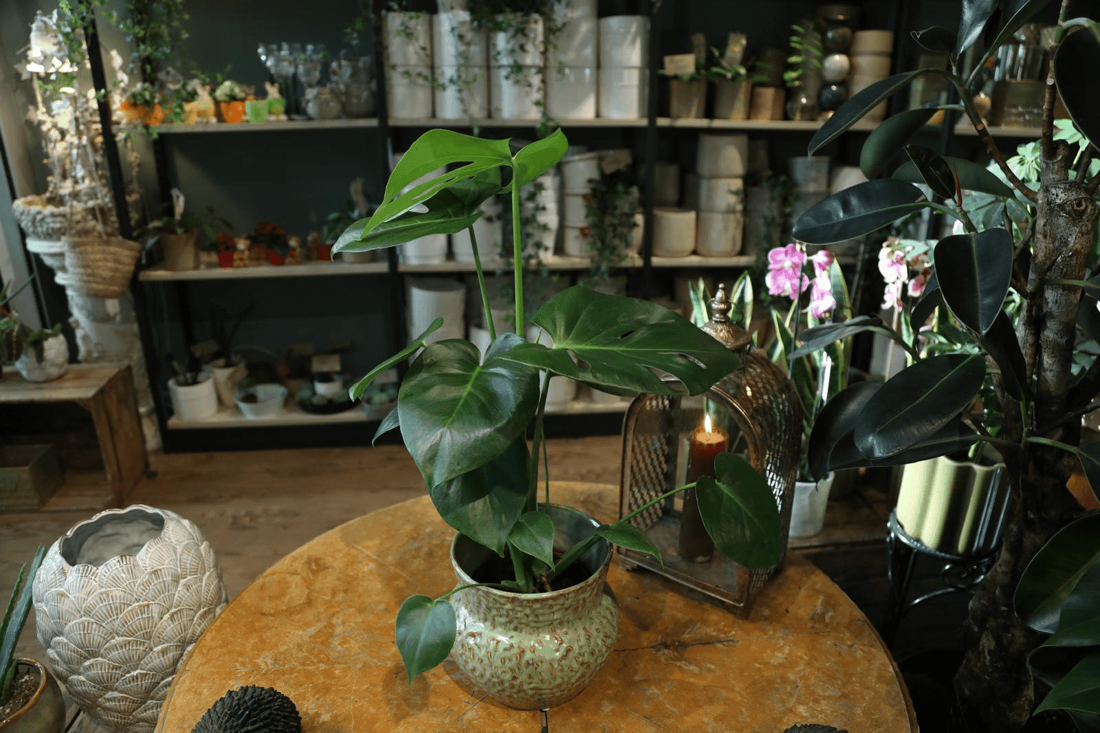 bild på Monstera