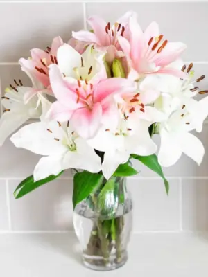 Mobil kamera bild på doftfria liljor i rosa eller vitt