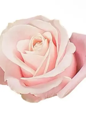 Bild på en enkel rosa ros