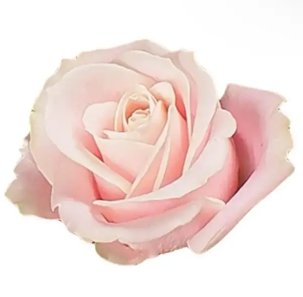 Bild på en enkel rosa ros