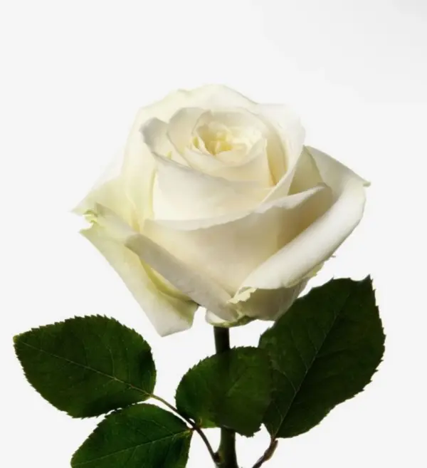 Bild på en enkelt vit ros
