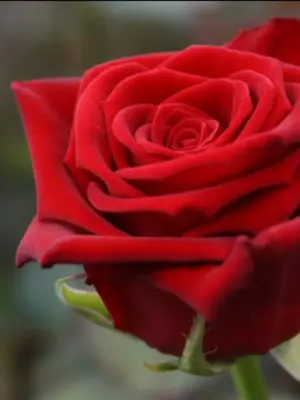 Bild på en enkel röd ros