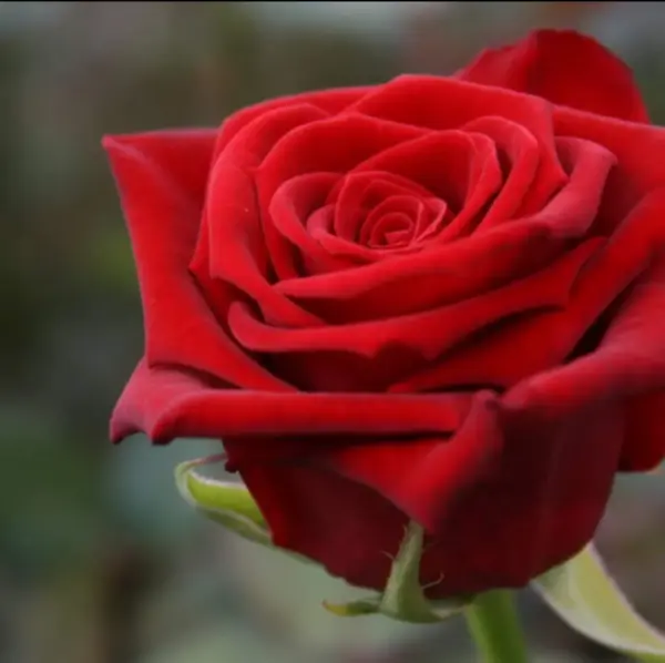 Bild på en enkel röd ros