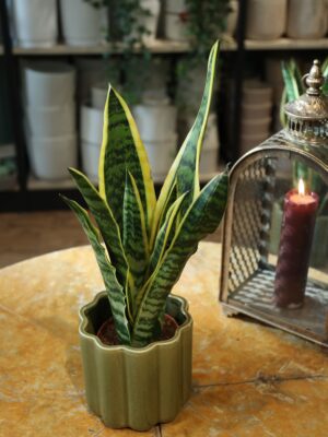 bild på Svärmorstunga