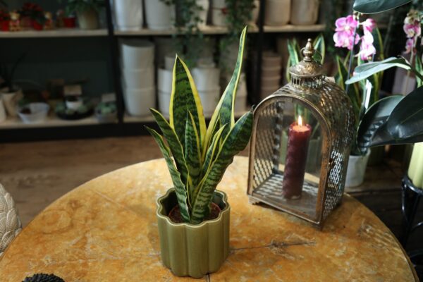 bild på Svärmorstunga