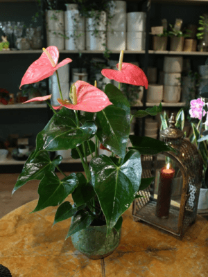 Bild på Flamingoblomma