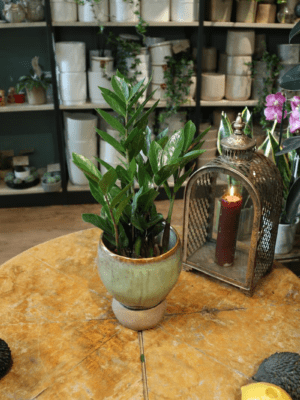 bild på Garderobsblomma