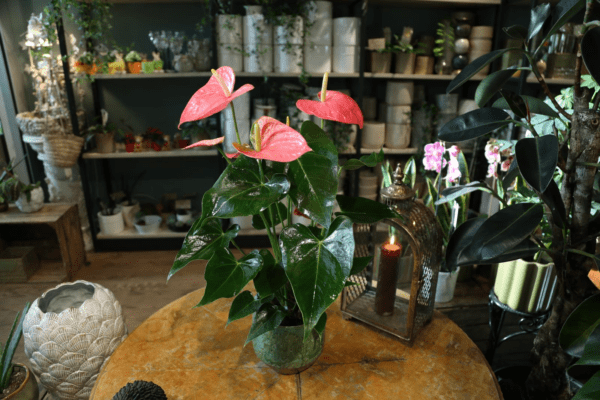 Bild på Flamingoblomma